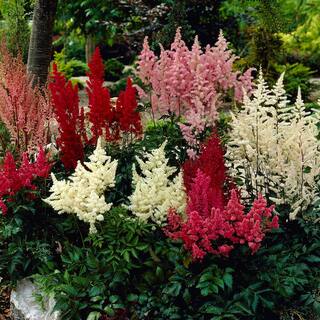 VAN ZYVERDEN Astilbe Premium Mixed Colors Roots (5-Set) 83524