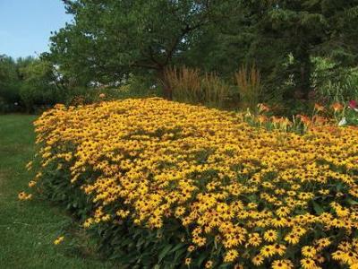 Classy Groundcovers - Black Eyed Susan BlackEyed Susan， Black-Eyed Susan， Golden Cone Flower， Golden Coneflower， Orange Coneflower {25 Pots - 3 1/2 inch Square}