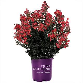 FIRST EDITIONS 7 gal. Midnight Magic Crapemyrtle Flowering Shrub with Dark Pink Flowers 15641