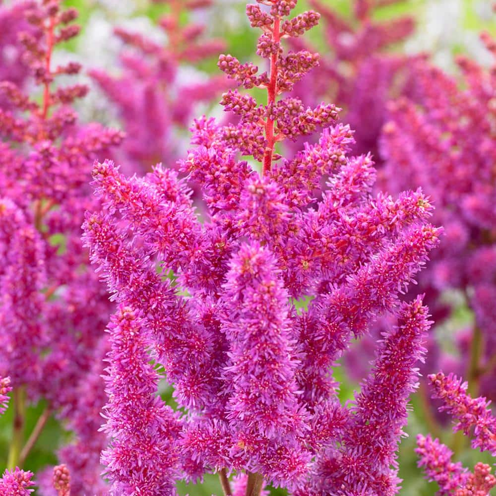 VAN ZYVERDEN Astilbe Visions Roots (Set of 3) 83832