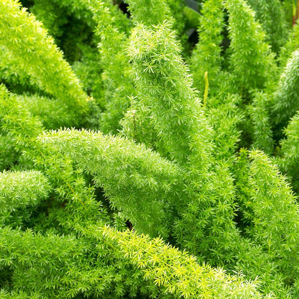 Alder  Oak #1 Container Foxtail Fern Plant (4-Pack) ASME01