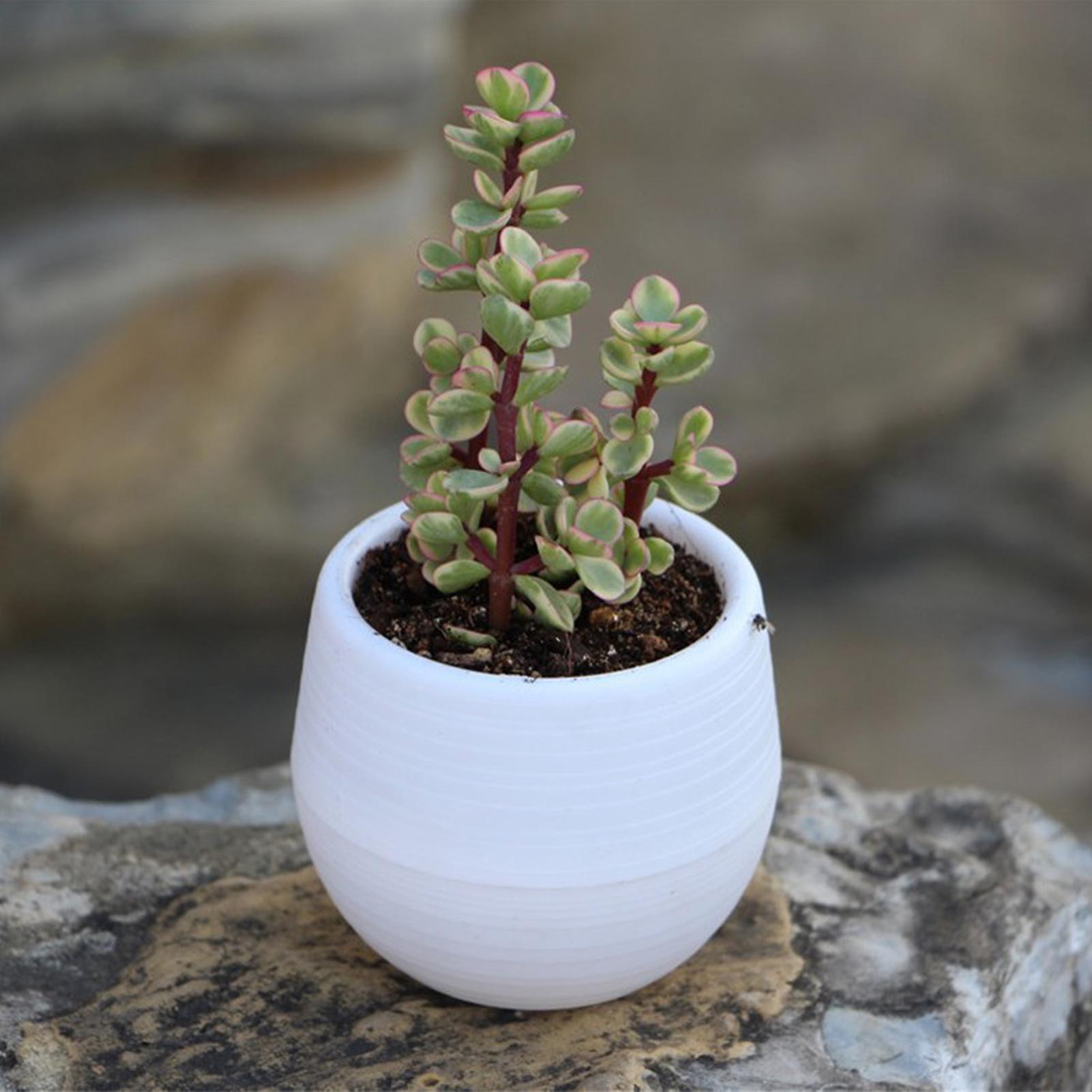 Succulent Pot Mini Seedling Flower Container Plastic Flower Pot For Garden Courtyard Balconywhite