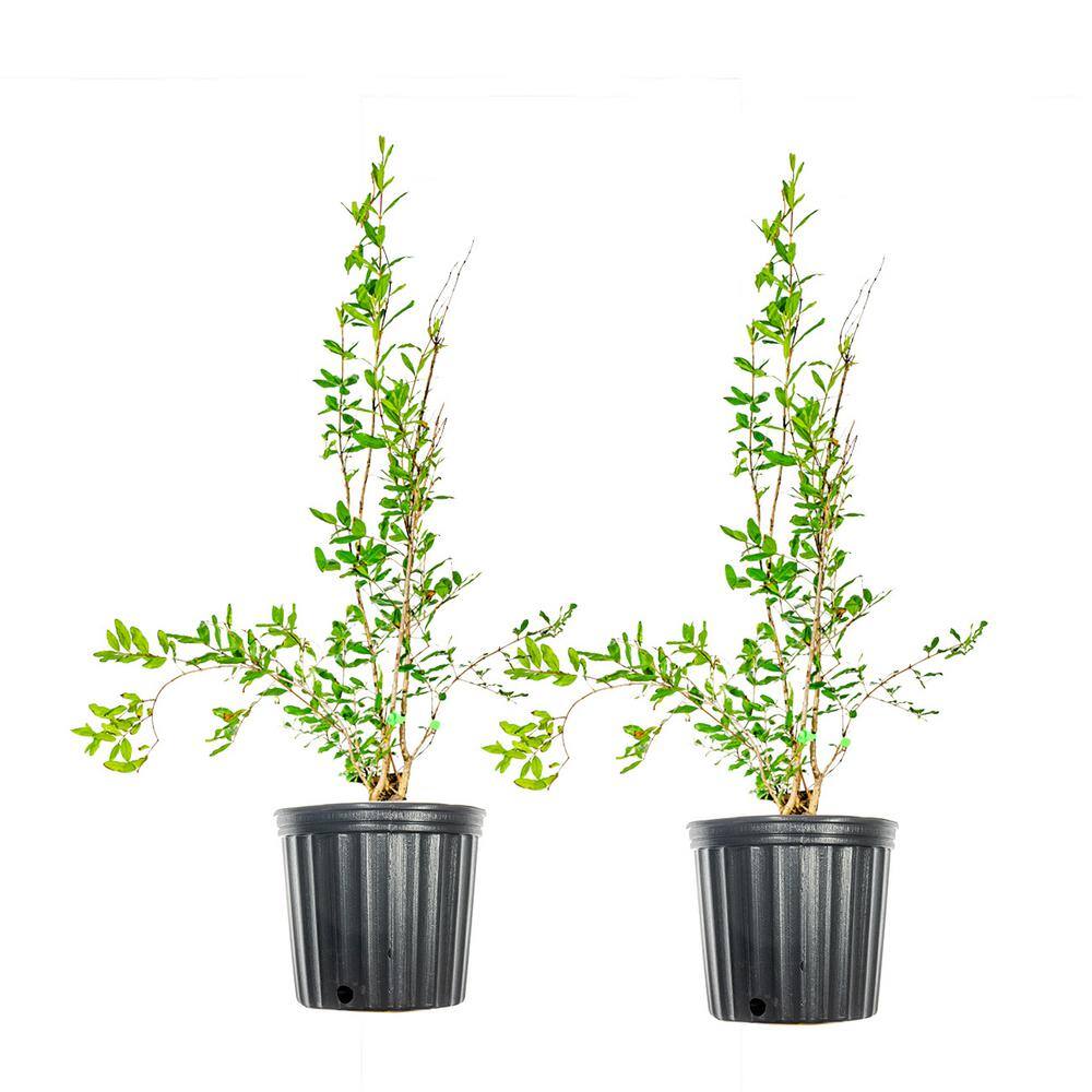 Perfect Plants 1 Gal. Wonderful Pomegranate Tree (2-Pack) THD00204