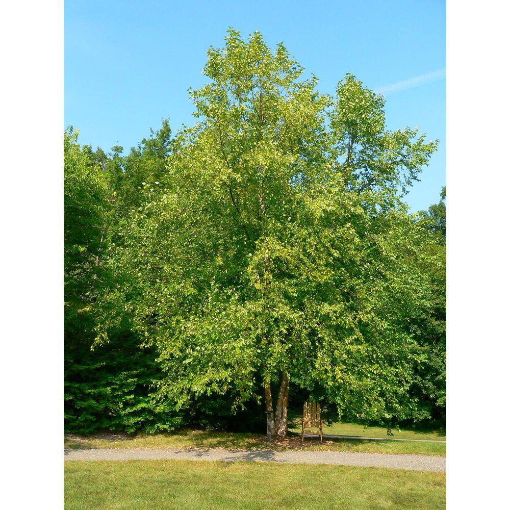 Online Orchards 3 ft. River Birch Tree SHBR003