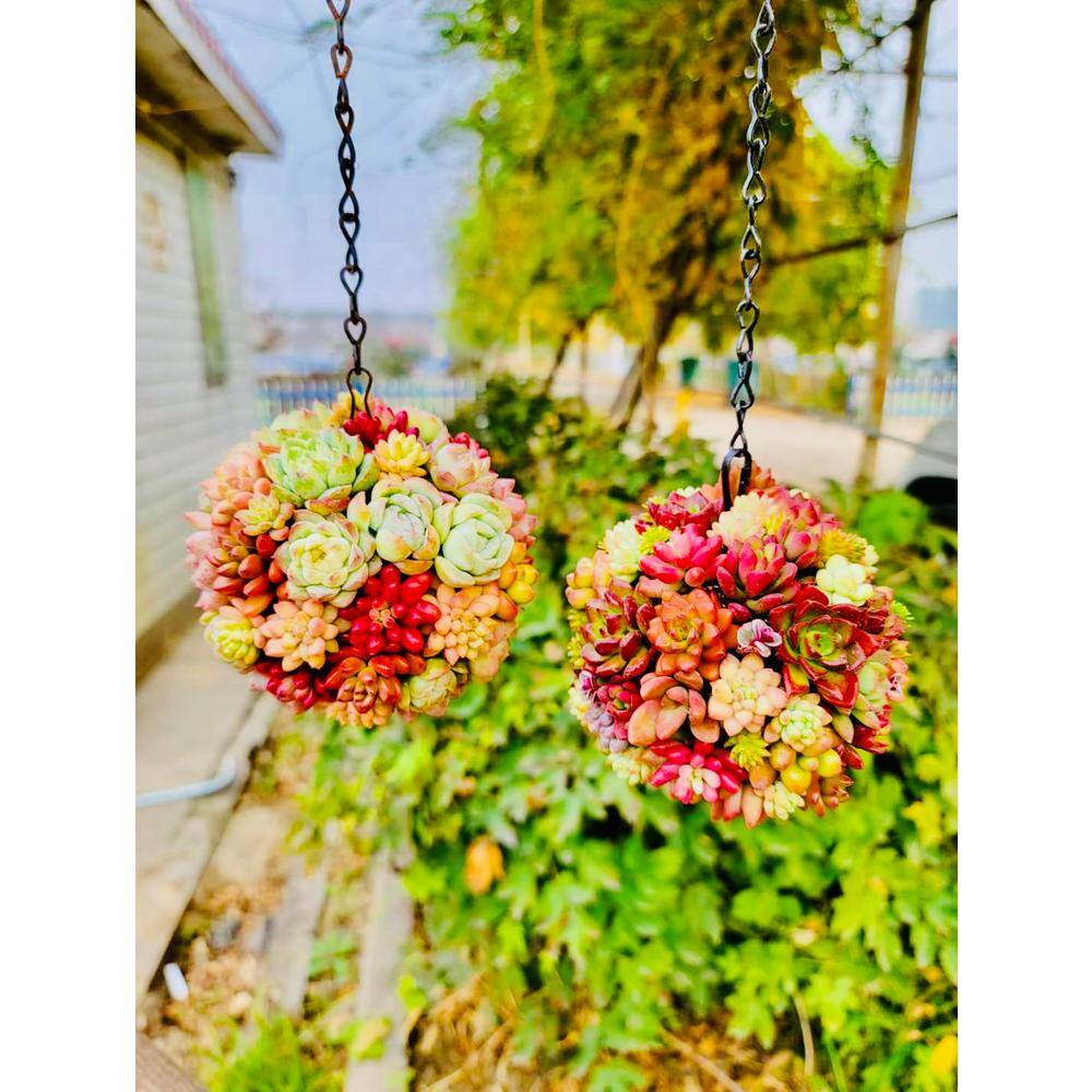 Cesicia Hanging Succulent Plants Collection Flowers DRZWPlant24