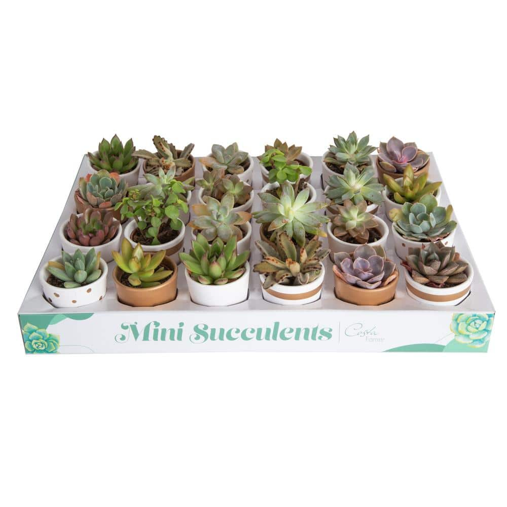 Costa Farms Mini Indoor Succulent Plants in 2 in. Ceramic Pots and Tray Avg. Shipping Height 2 in. Tall (24-Pack) CO.2SUCTRAY24