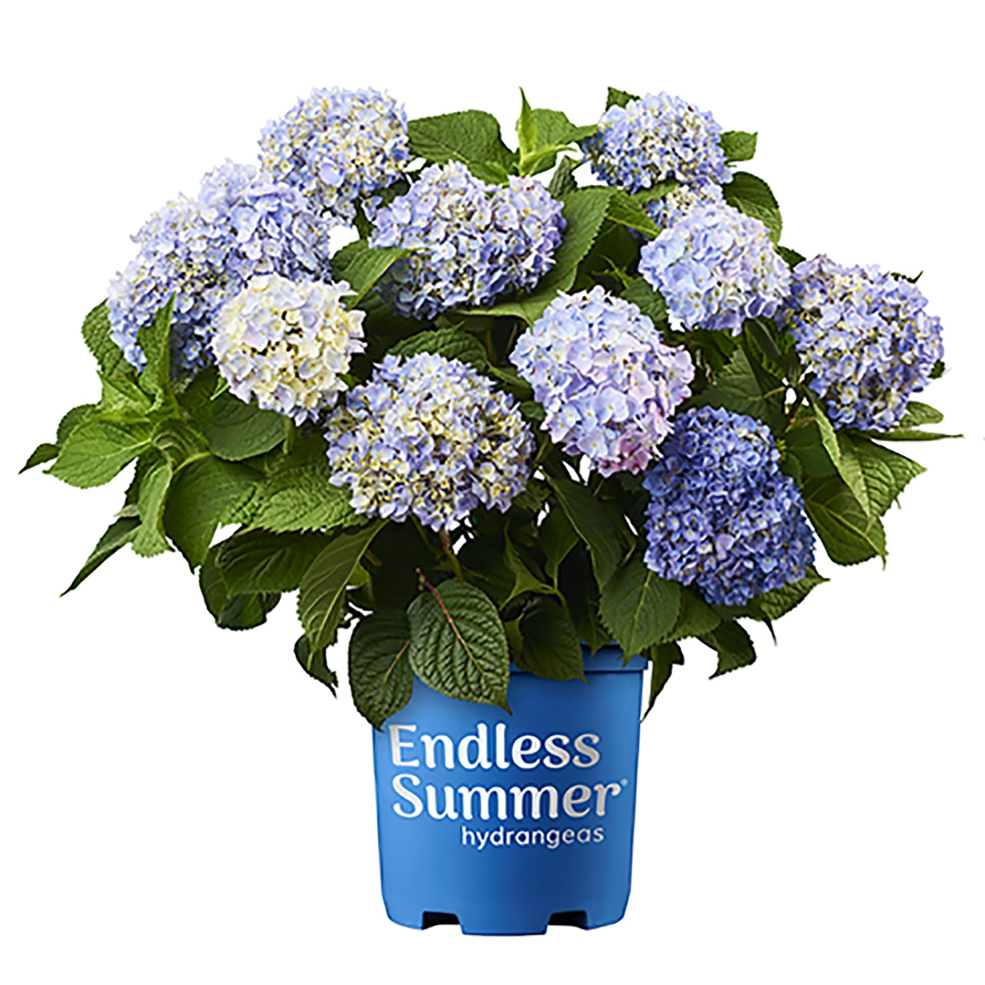 Endless Summer Hydrangea Original Live Shrub (1 Gallon)