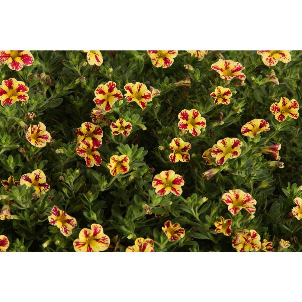 PROVEN WINNERS 4.25 in. Eco+Grande Superbells Holy Moly! (Calibrachoa) Live Plant Mottled Yellow and Pink Flowers 4-Pack BELPRW6017504