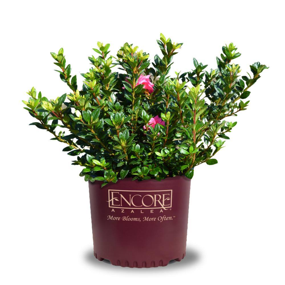ENCORE AZALEA Azalea Encore Autumn Empress 3 Gal. Azalea Shrub with Pink Semi-double Reblooming Flowers 10202