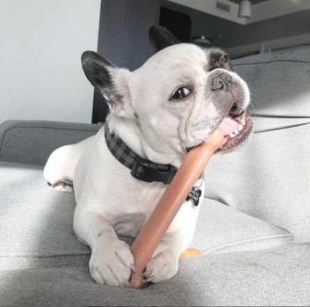 Nylabone Power Chew Bacon Flavored Dog Chew Toy