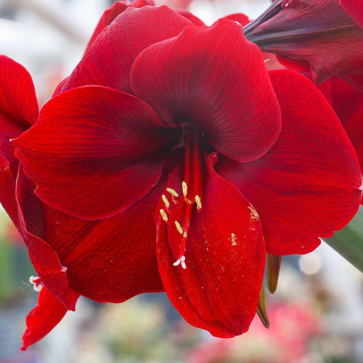 Amaryllis Ferrari Red (1 pack) Bulb， Red Flowers - Professional Growers from Easy to Grow