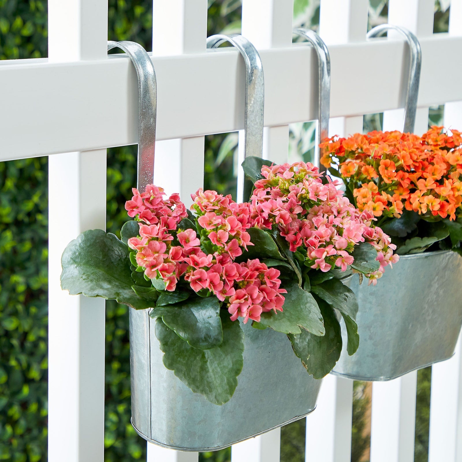 2 Pack Large Galvanized Metal Hanging Bucket Planter Flower Pots for Railing, Fence, Balcony, Wall Decor, and Garden, Indoors and Outdoors, 5 x 4.5 x 10 in