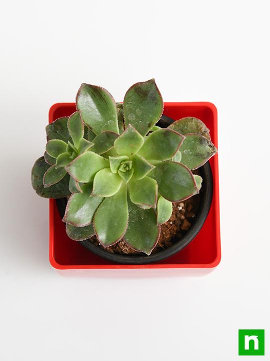 Aeonium decorum Tricolor - Succulent Plant