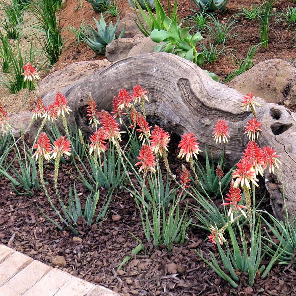 SOUTHERN LIVING 1.5 Gal. Flowering Safari Sunrise Aloe with Orange-Pink Flowers 03062TSL