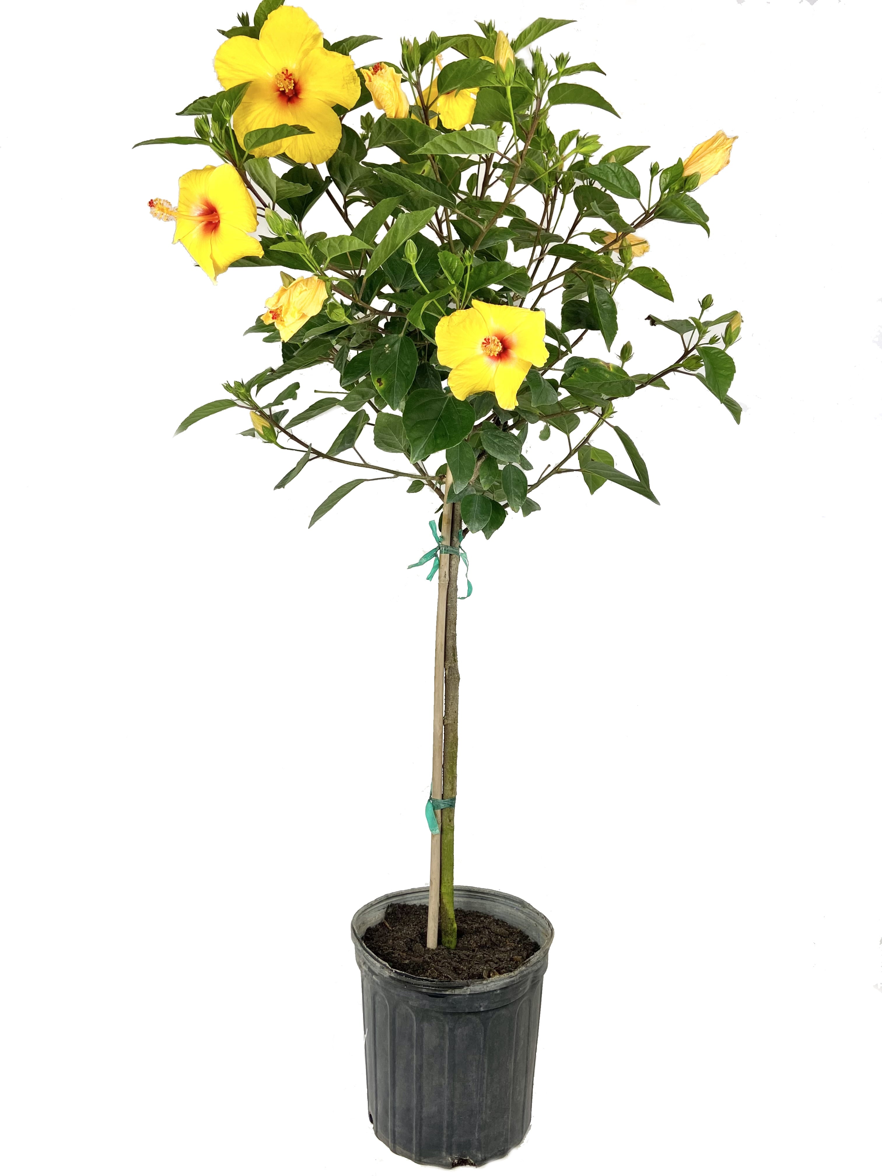 Hibiscus Sunset Yellow Tree - Live Plant in a 3 Gallon Pot - Hibiscus Rosa Sinensis 'Sunset Yellow' - Beautiful and Stunning Flowering Shrub from Florida