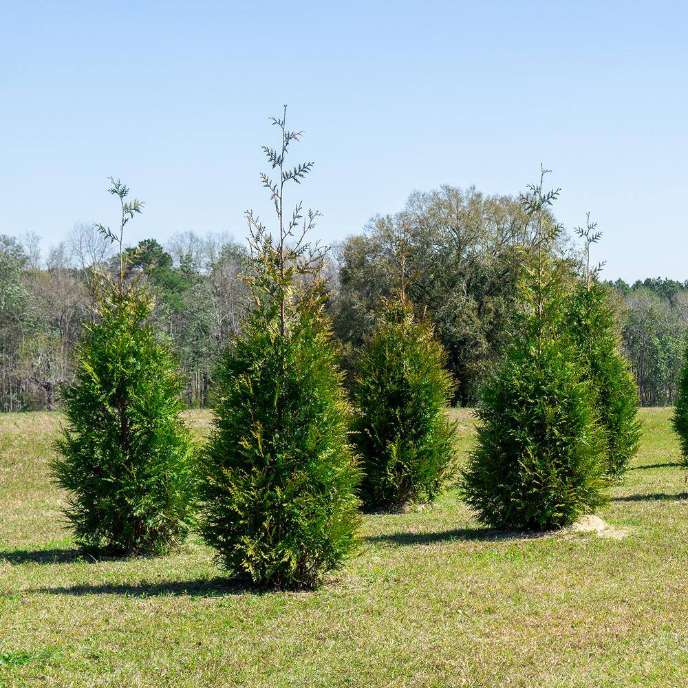 Perfect Plants 1-2 ft. Tall Thuja Green Giant in Grower's Pot THD00610