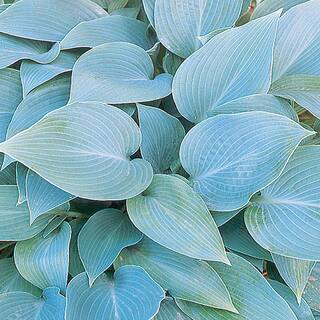 METROLINA GREENHOUSES #5 1 Qt. Halcyon Blue Hosta Plant 629