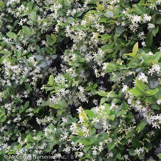 GARDENER'S CONFIDENCE 2 Gal Madison Jasmine (Star Jasmine) Live Vine Plant with White Fragrant Blooms 11673