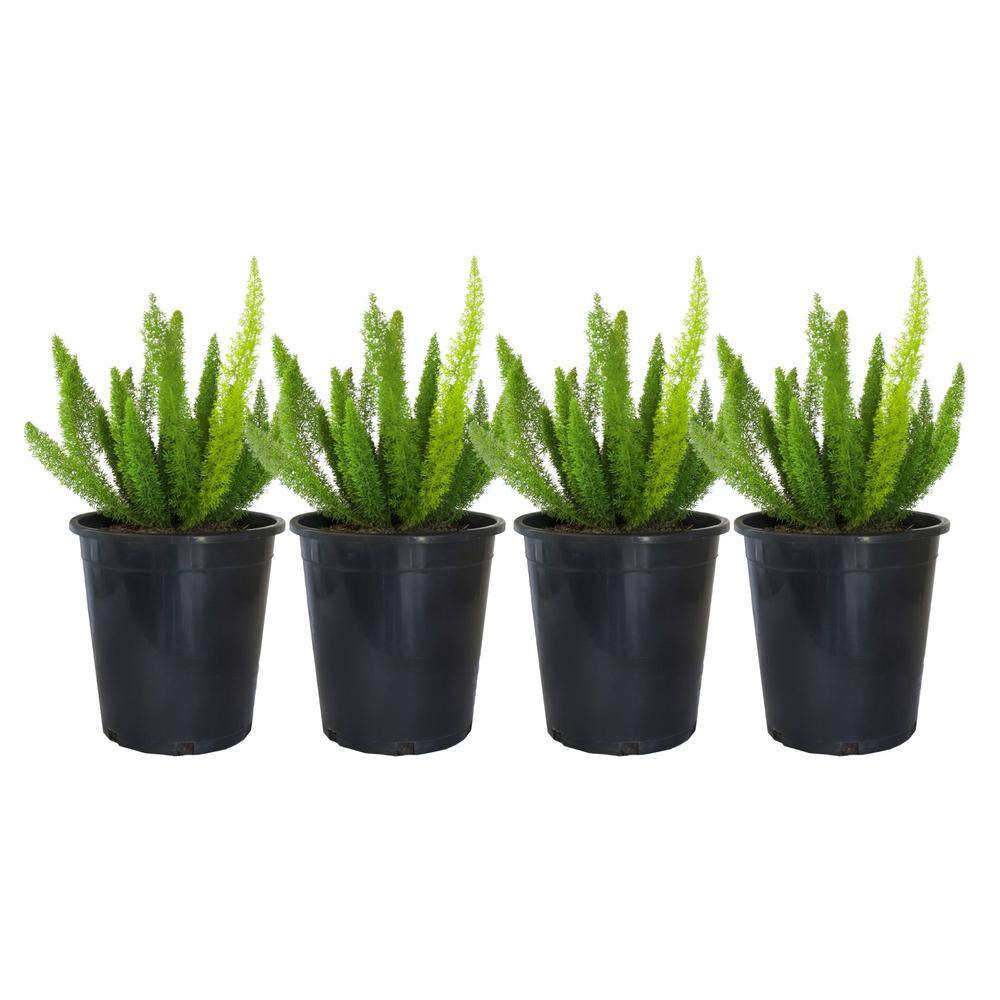 Alder  Oak #1 Container Foxtail Fern Plant (4-Pack) ASME01