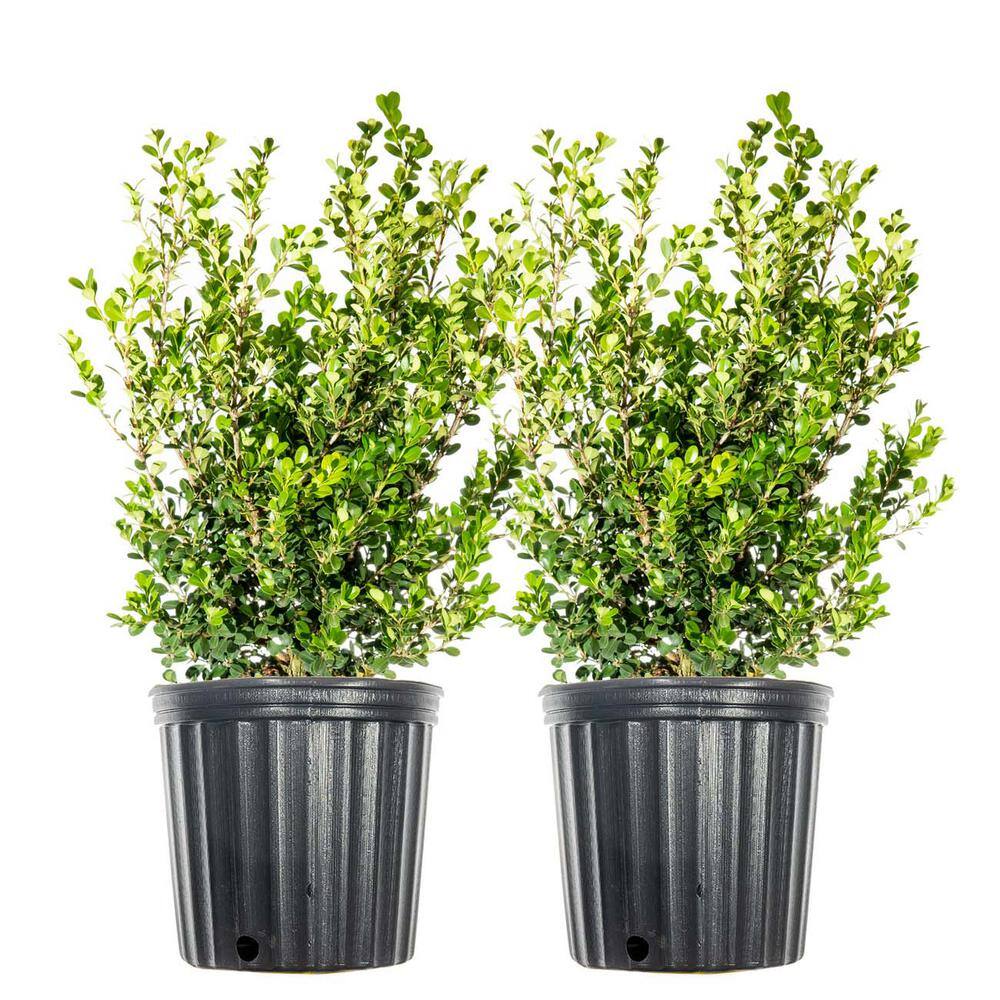 3 Gal. Japanese Boxwood Shrub (2-Pack) THD00013