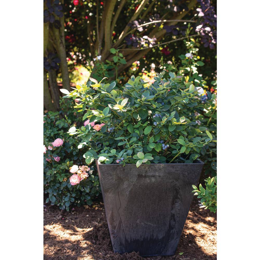 BUSHEL AND BERRY 2 Gal. Bushel and Berry Silver Dollar Blueberry Live Plant with Sweet Pineapple Flavored Berries O891402