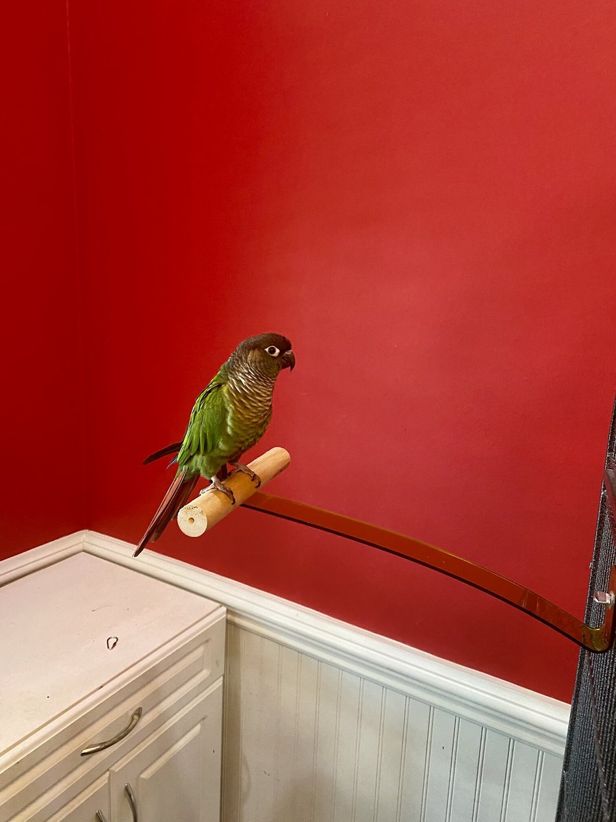 Polly's Pet Products Dancing Bird Perch