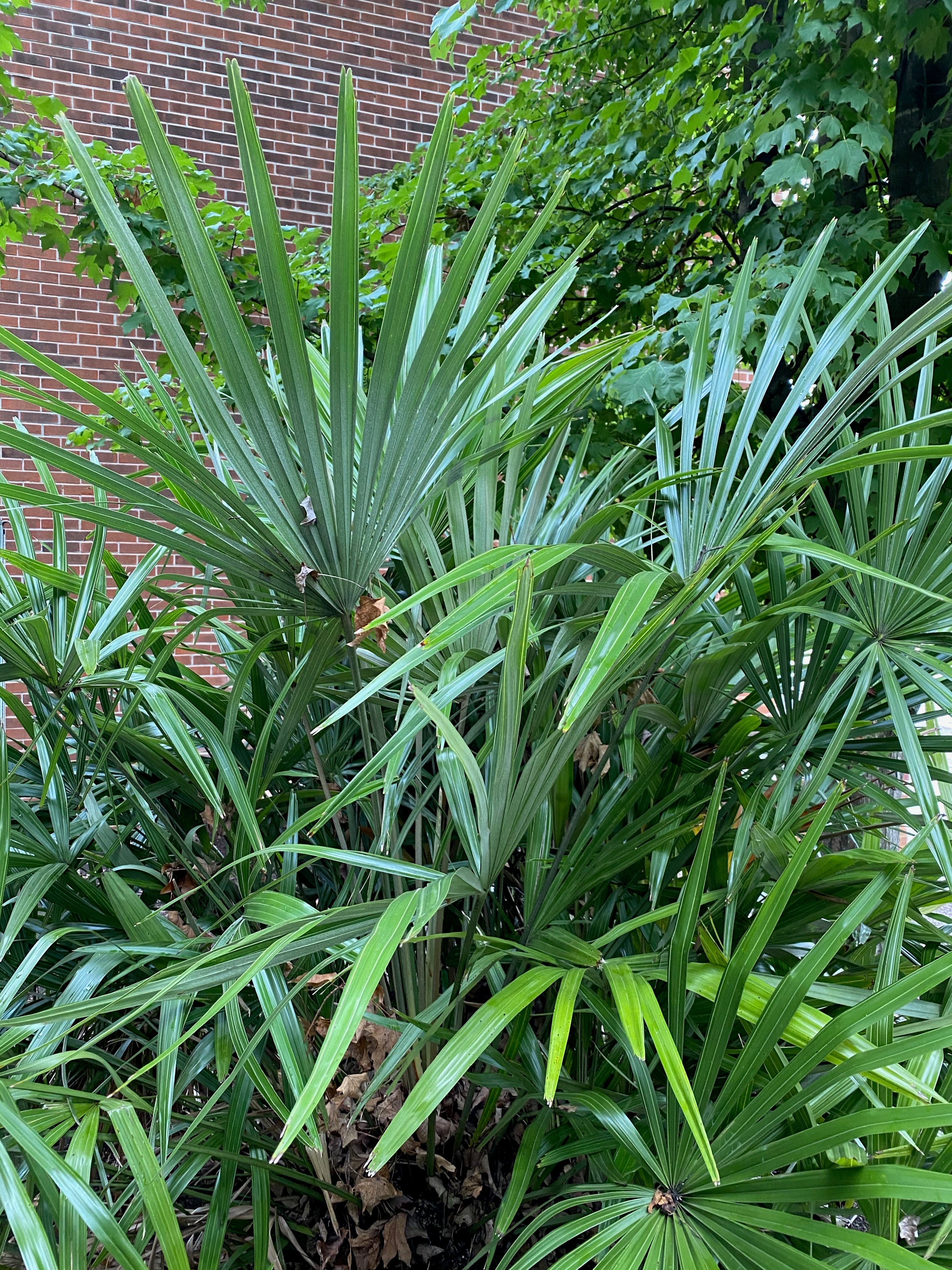 Needle Palm - Live Plant in a 10 inch Growers Pot - Rhapidophyllum Hystrix - Rare Ornamental Palms from Florida