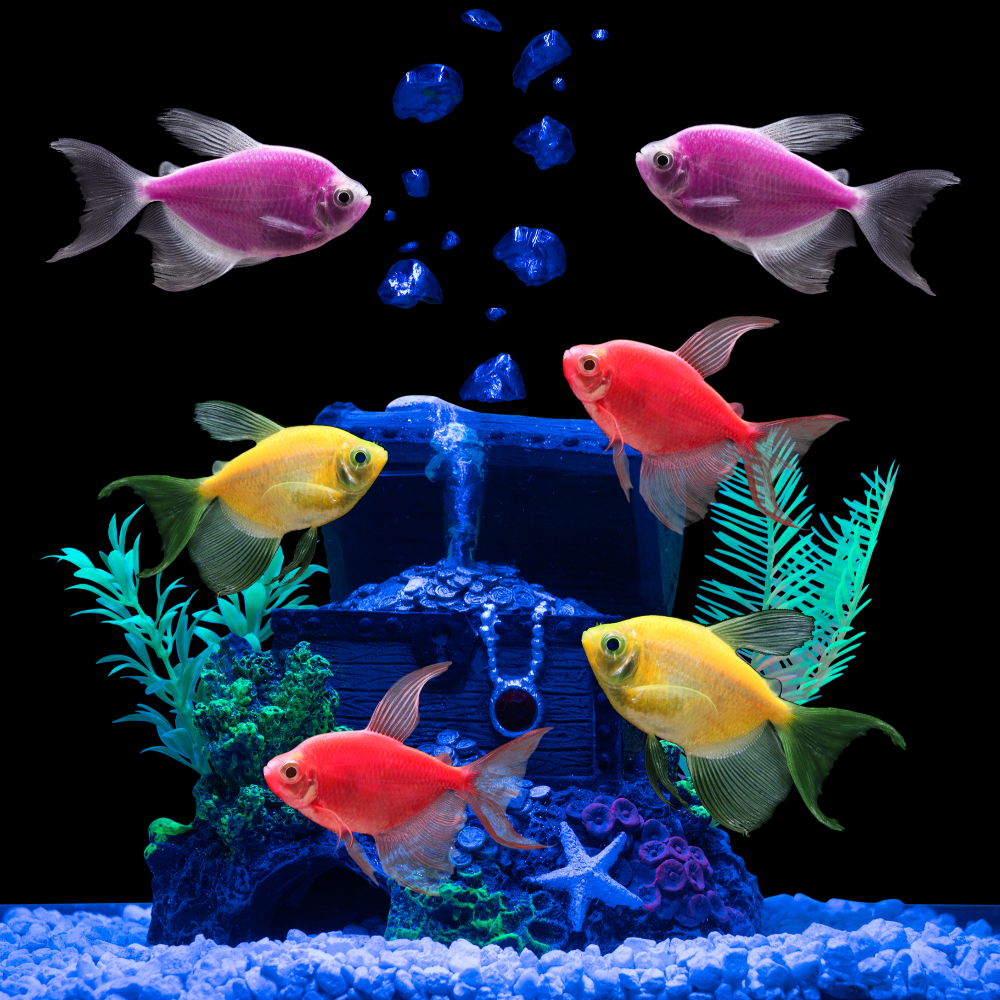 GloFish®Long-Fin White Skirt Tetra Sunset 6ct Live Fish Assortment