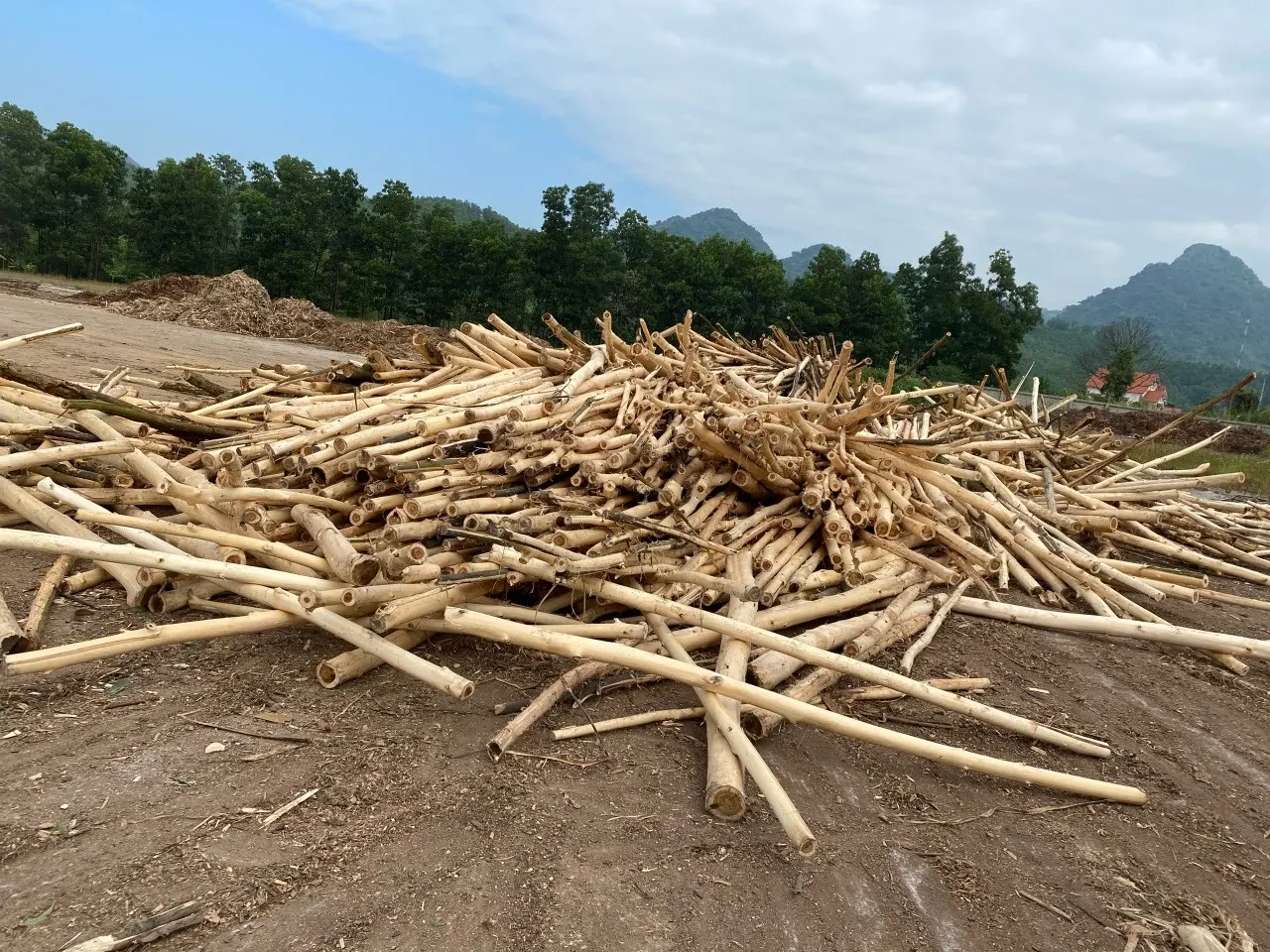 Dryer Wood Factory  Wood Chip Bark chip Planted Trees Natural  Bark  Wood Acacia Woodchip