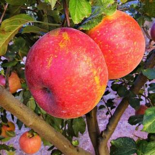 5 Gal. Fuji Apple Tree APPFUJ05GSL