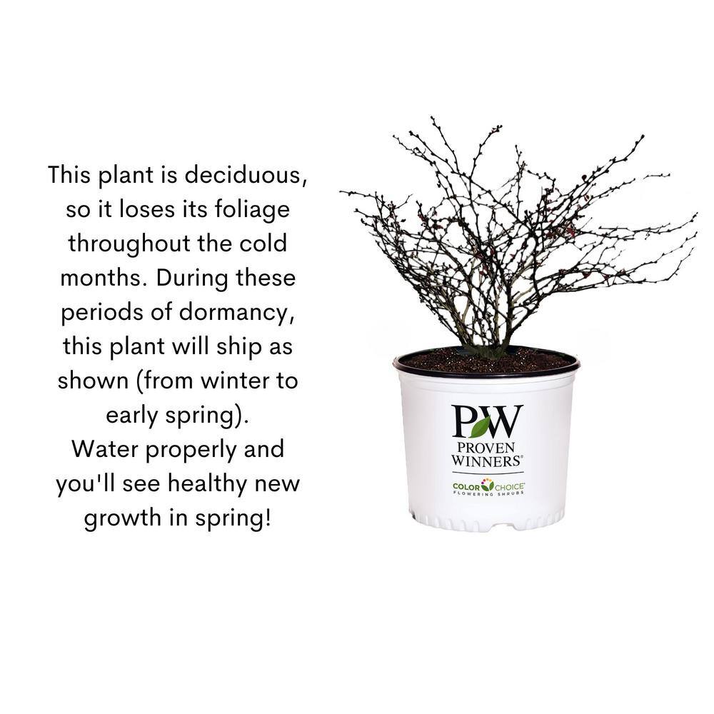 Proven Winners 2 Gal. Sunjoy Gold Pillar Barberry Shrub with Vivid Gold Foliage 14764