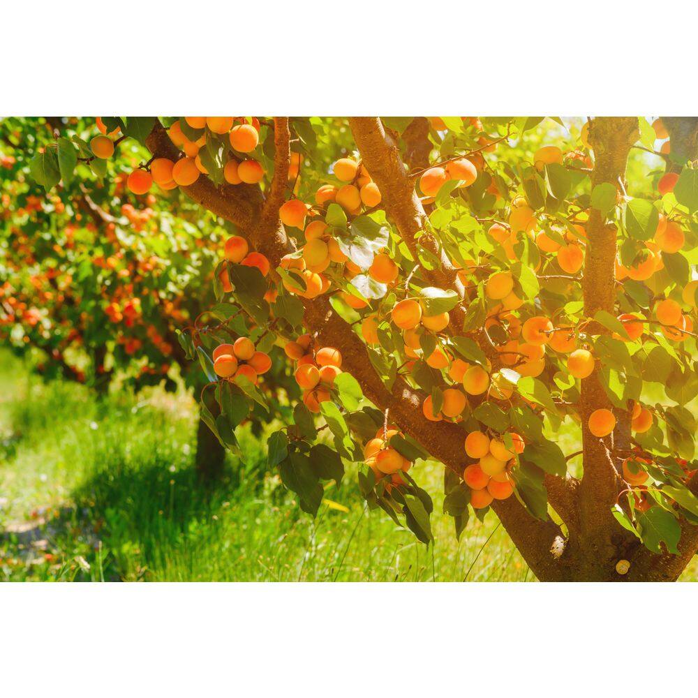 Online Orchards 3 ft. Moorpark Apricot Bare Root Tree with Classic Apricot Flavor and Heavy Producer FTAC203