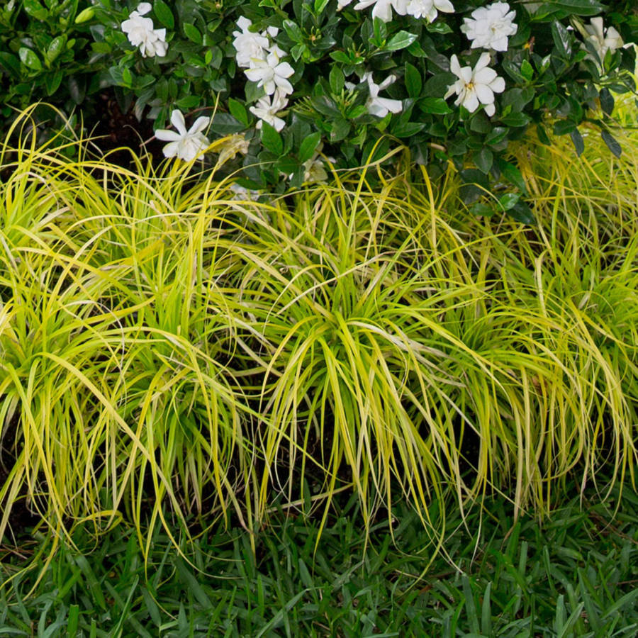 EverColor Everillo Carex 'Sedge' (2.5 Quart) Brightly Colored Perennial Grass with Yellow Foliage - Part Sun to Shade Live Outdoor Plant - Southern Living Plant Collection