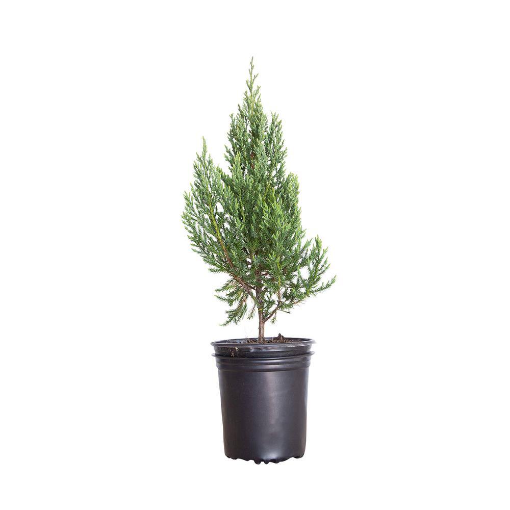 FLOWERWOOD 2.5 Qt. Blue Point Juniper - Live Evergreen ShrubTree 3373Q