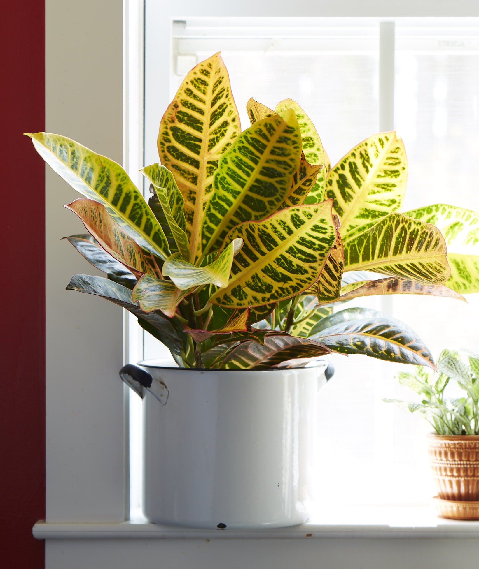 Costa Farms  Live Indoor 14in. Tall Multi-color Croton Petra; Bright， Direct Sunlight Plant in 6in. Grower Pot