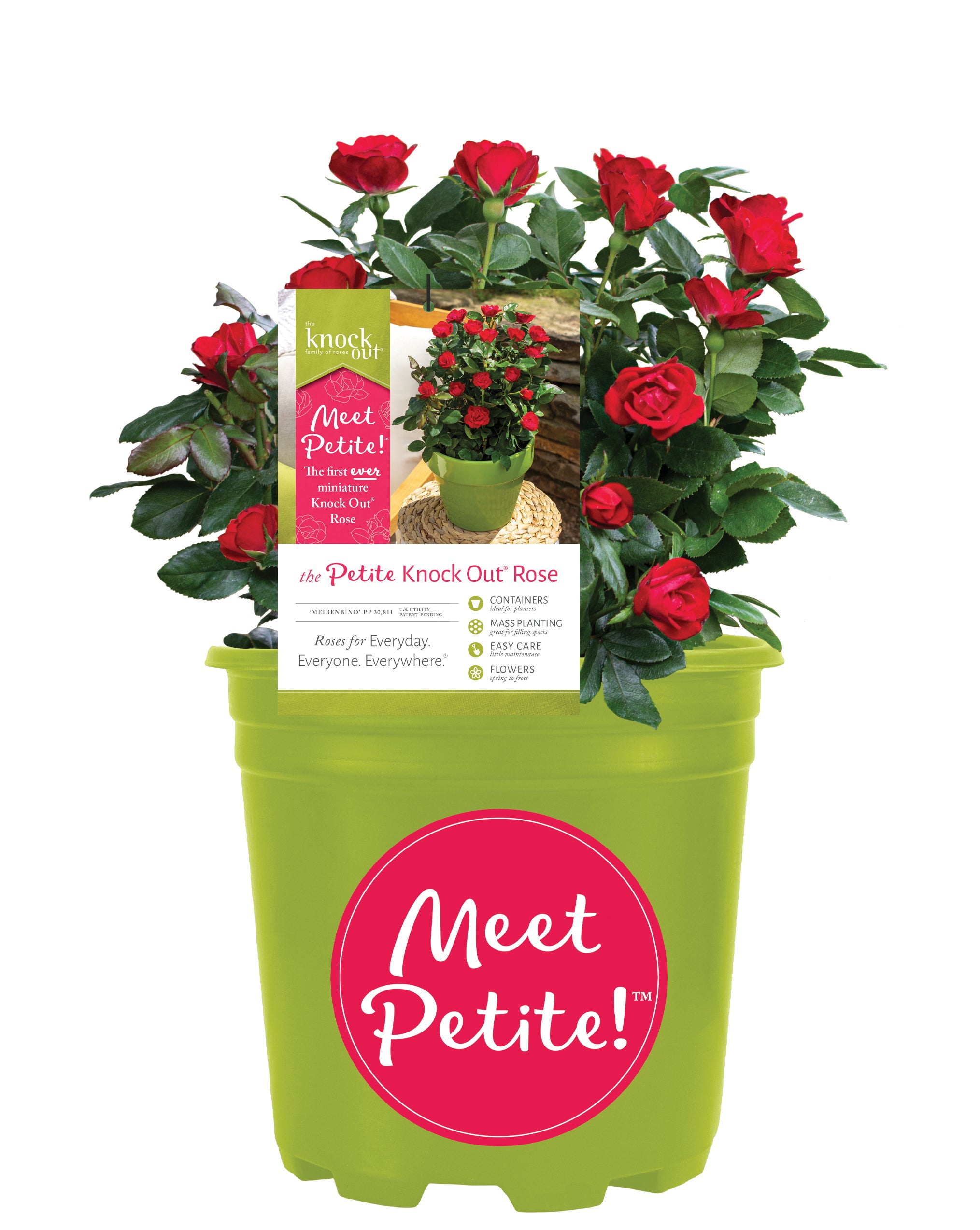 Petite Knock Out� Minature Rose