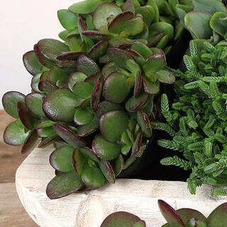 ALTMAN PLANTS Classic Jade Succulent (Crassula) Houseplant in 3.5 in. Grower Pots (6-Pack) 0873246