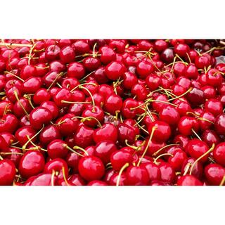 Online Orchards 4-in-1 Cherry Jubilee Tree Bare Root CBCH004