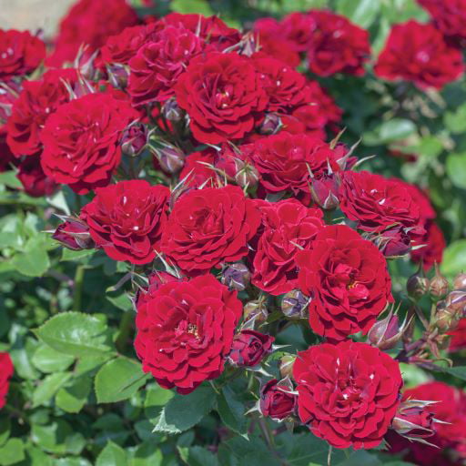 Bareroot Sunblaze® Red Miniature Rose with Red Flowers - Live Plants - 2 Piece