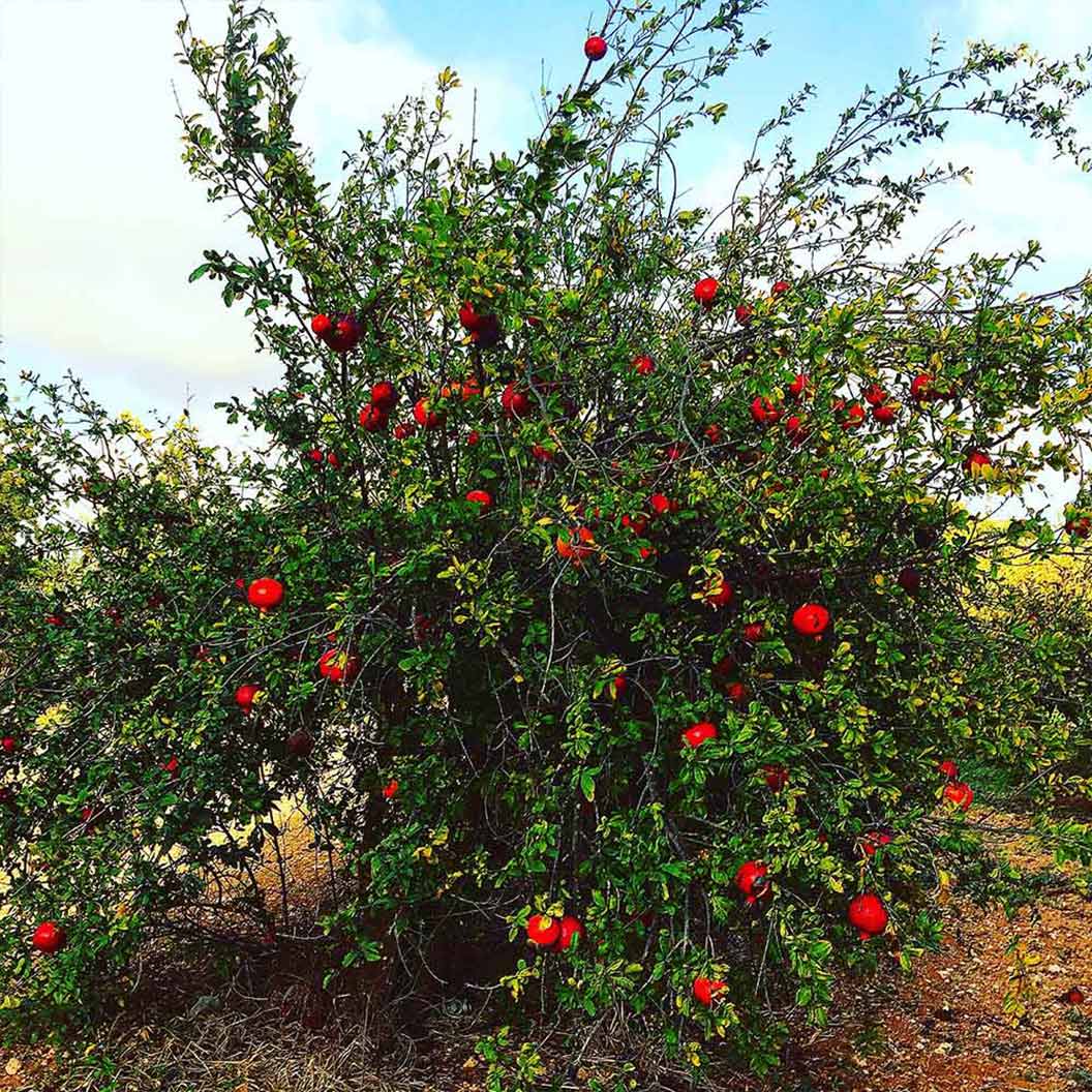 Cold-Hardy Red Pomegranate