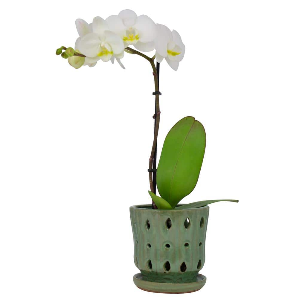 Trendspot 5 in. Reactive Green Ceramic Orchid Planter CR11190S-050C