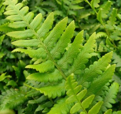 Classy Groundcovers - Dryopteris ludoviciana Aspidium ludovicianum， Dryopteris  floridana， Nephrodium floridanum {25 Pots - 3 1/2 inch Square}