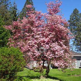 5 Gal. Kousa Pink Dogwood Flowering Deciduous Tree with Pink Flowers DOGKPI05G
