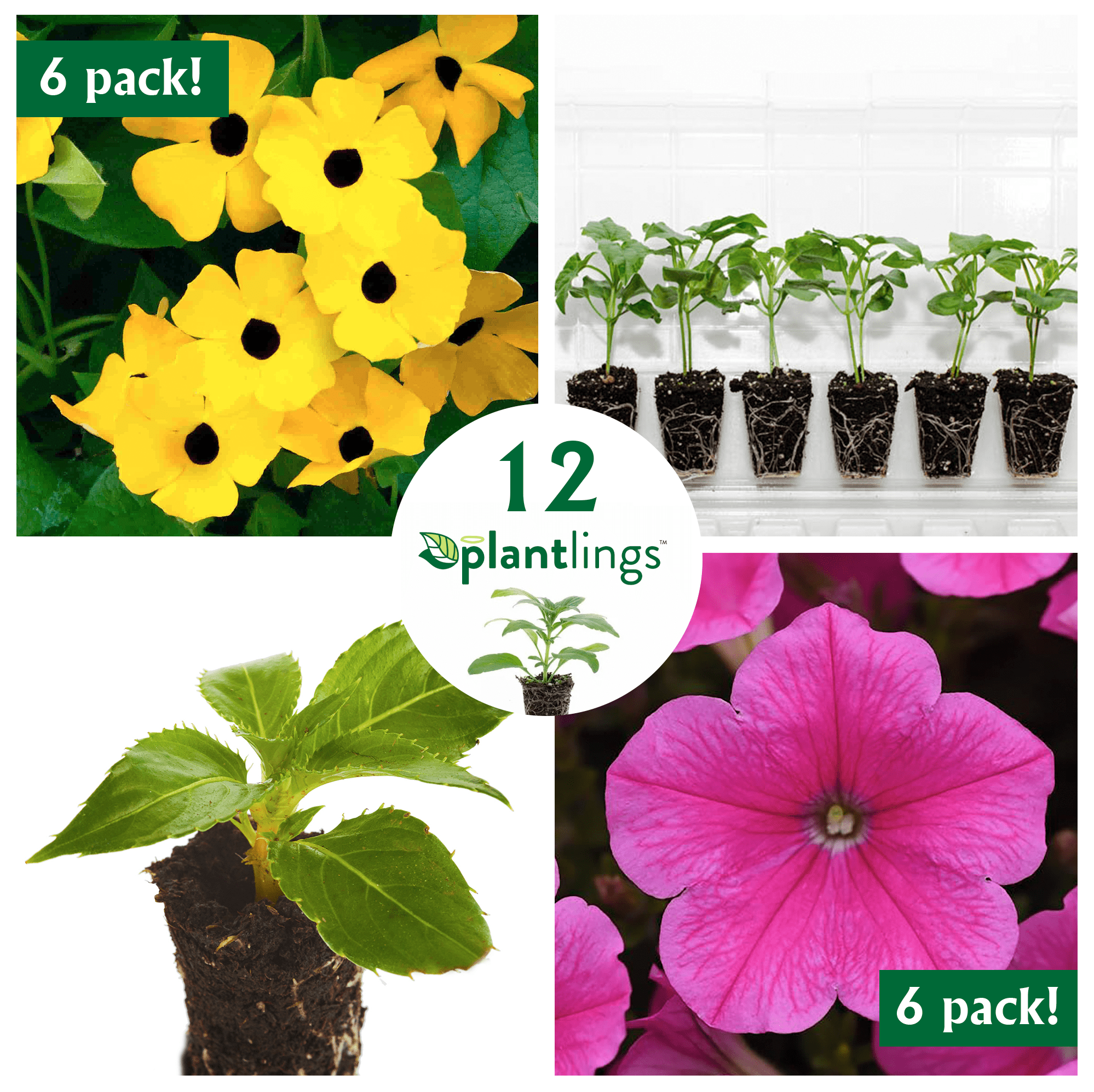 Ferry-Morse Plantlings Live Baby Plants 1-3in. Flower Garden Starter Kit， 12 pk-Container Friendly-Thunbergia Clear Yellow and Petunia Easy Wave Pink Cosmo