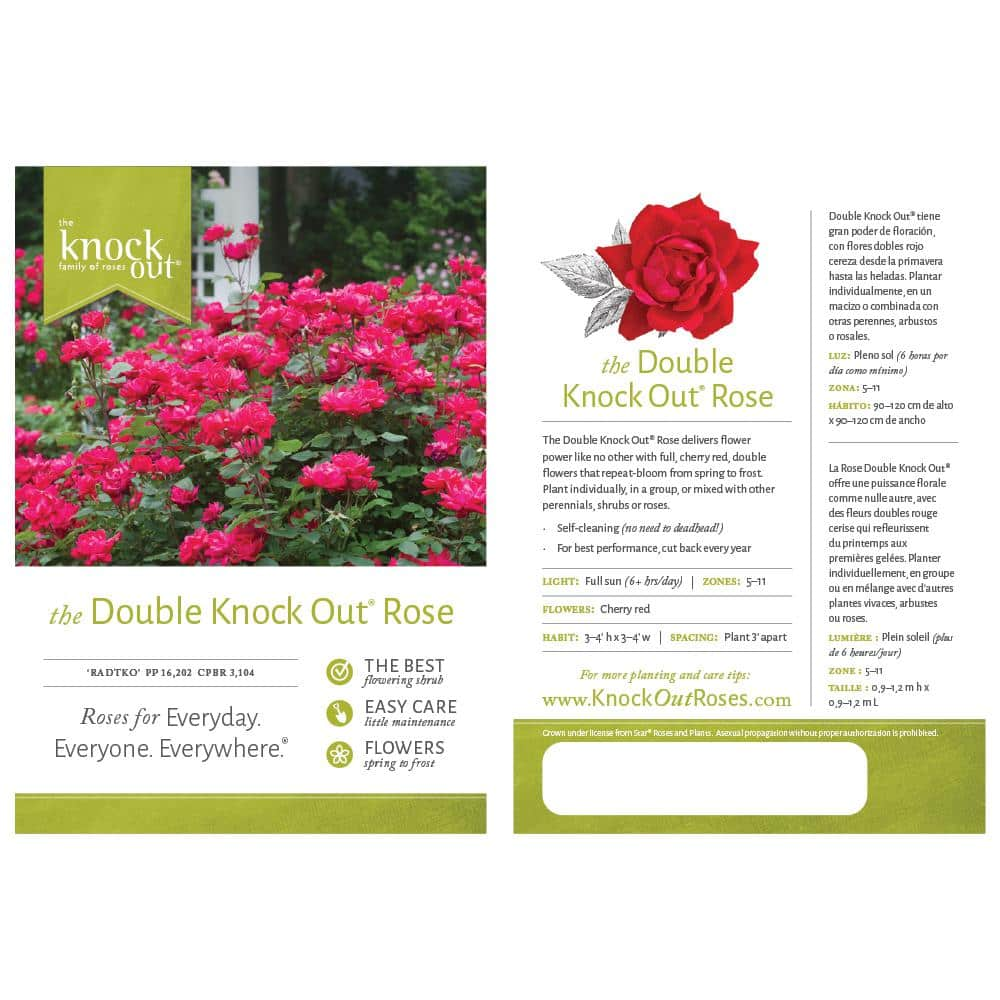 KNOCK OUT 2 Gal. Red Double Knock Out Rose Bush with Red Flowers KNO-DRE2