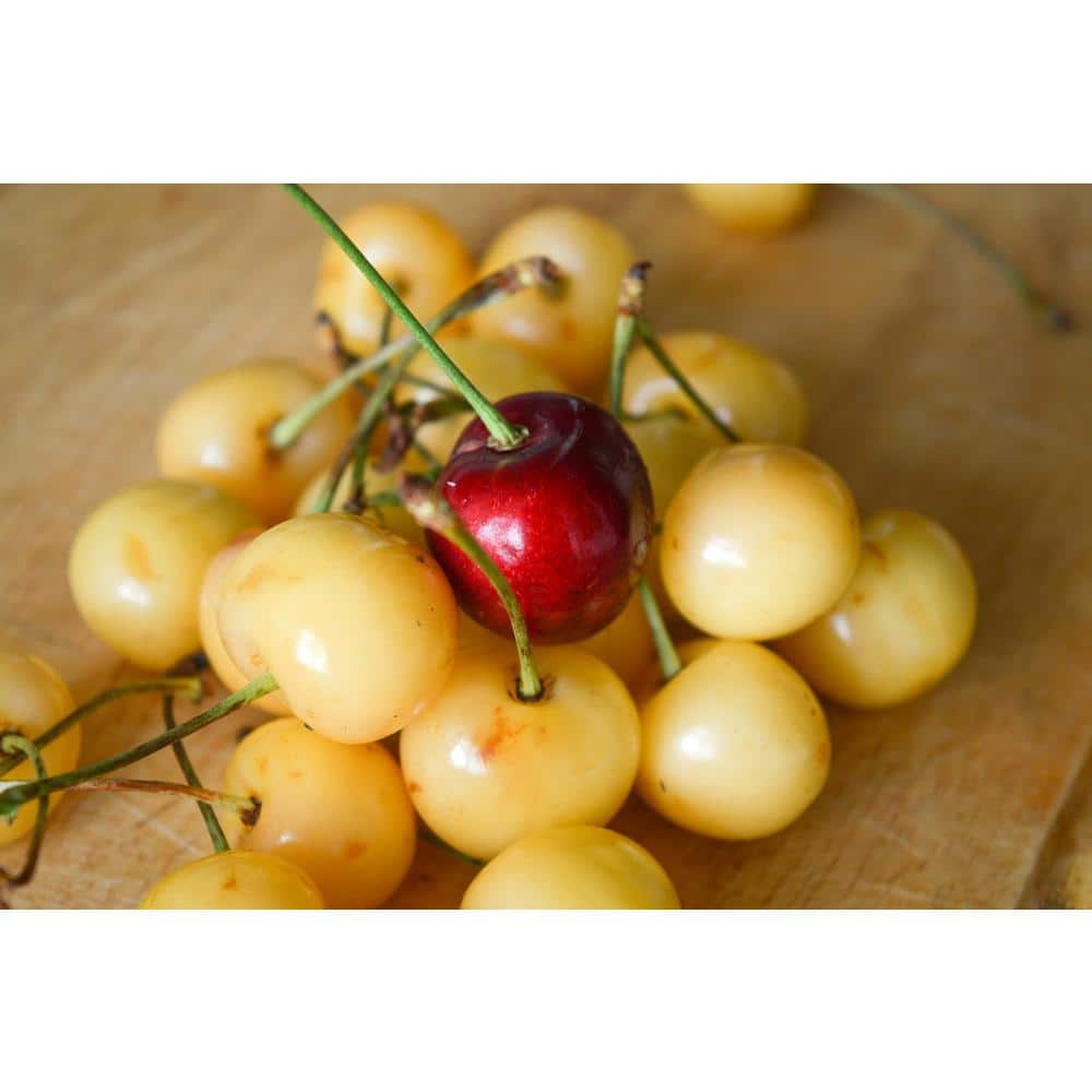 Online Orchards Double Cherry Twist Tree Bare Root CBCH002