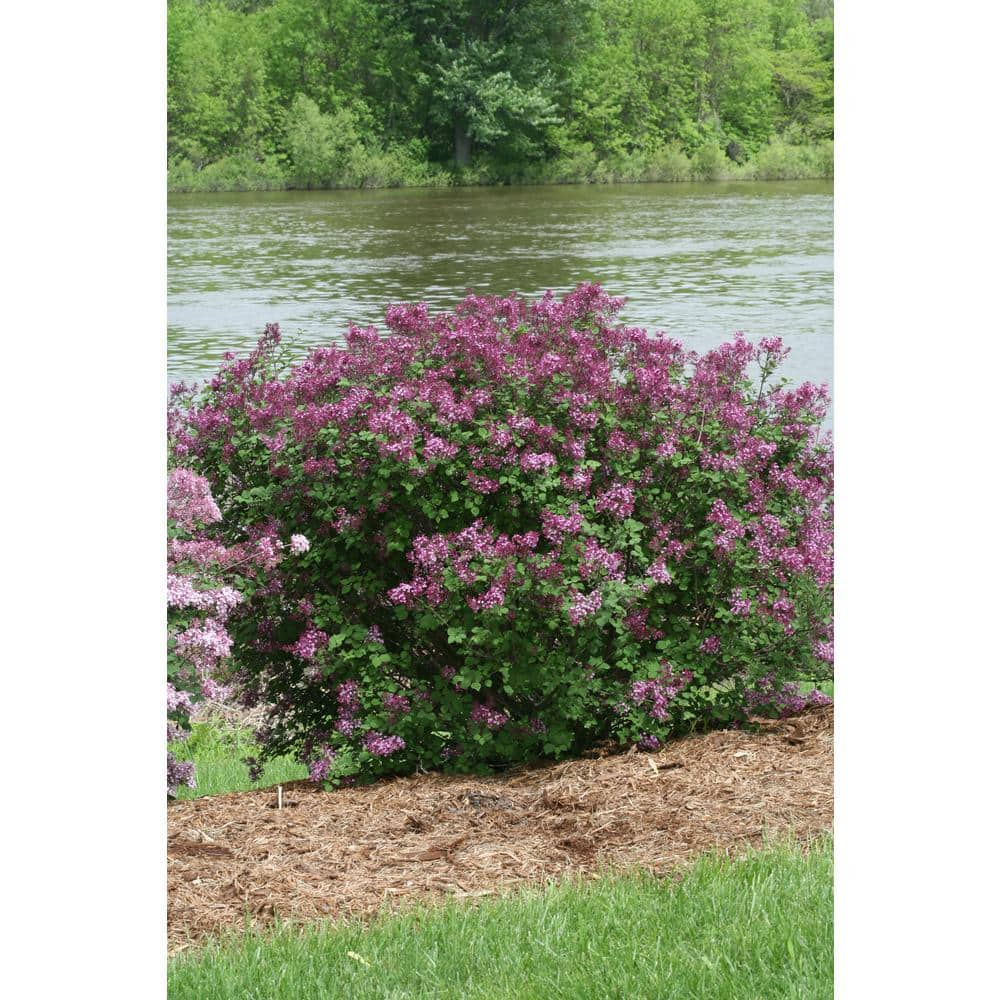 PROVEN WINNERS 2 Gal. Bloomerang Dark Purple Reblooming Lilac (Syringa) Live Shrub with Deep Purple Flowers PWSPA2BLM1PK