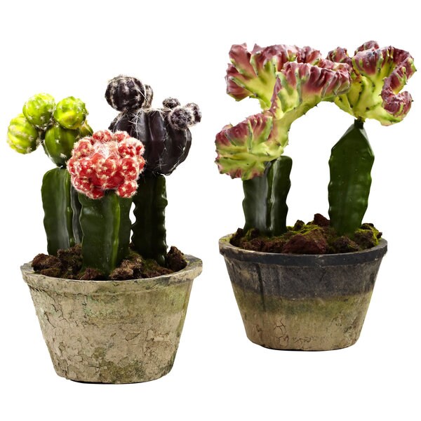 Colorful Cactus Gardens (Set of 2)