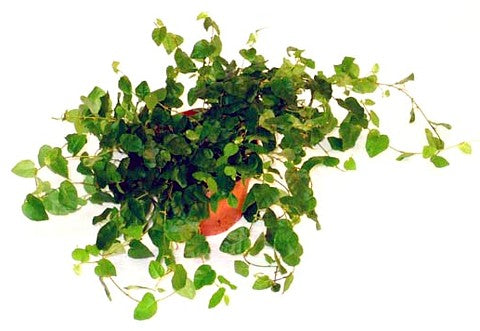 Green Creeping Fig 2 Plants - Ficus - 3" Pot - Houseplant/Terrarium/Fairy Garden