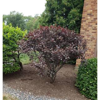 BELL NURSERY 10 Gal. Prunus Pink Flowering Cherry Fruit Plant 282344